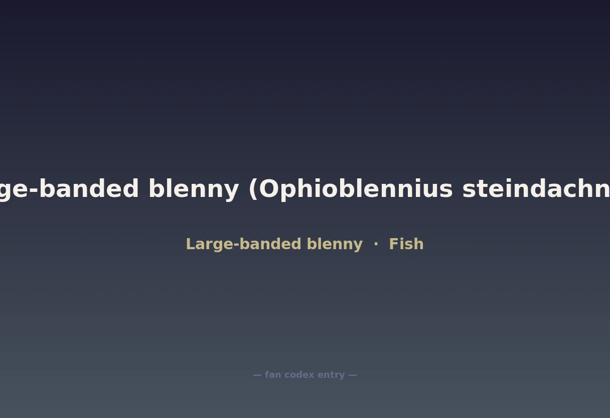 Large-banded blenny (Ophioblennius steindachneri)