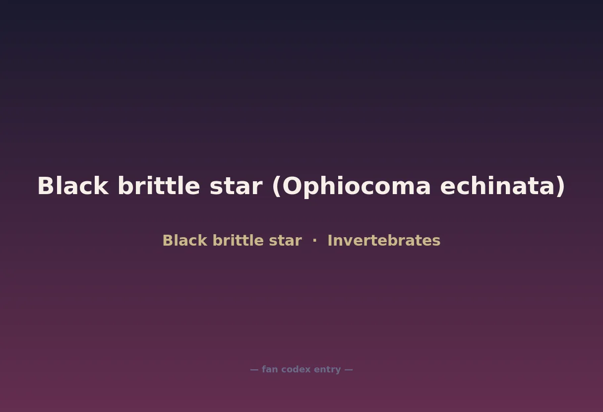 Black brittle star (Ophiocoma echinata)