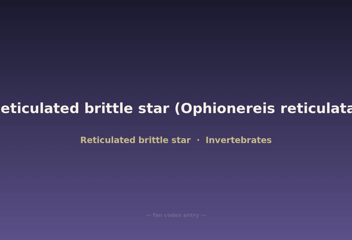Reticulated brittle star (Ophionereis reticulata)