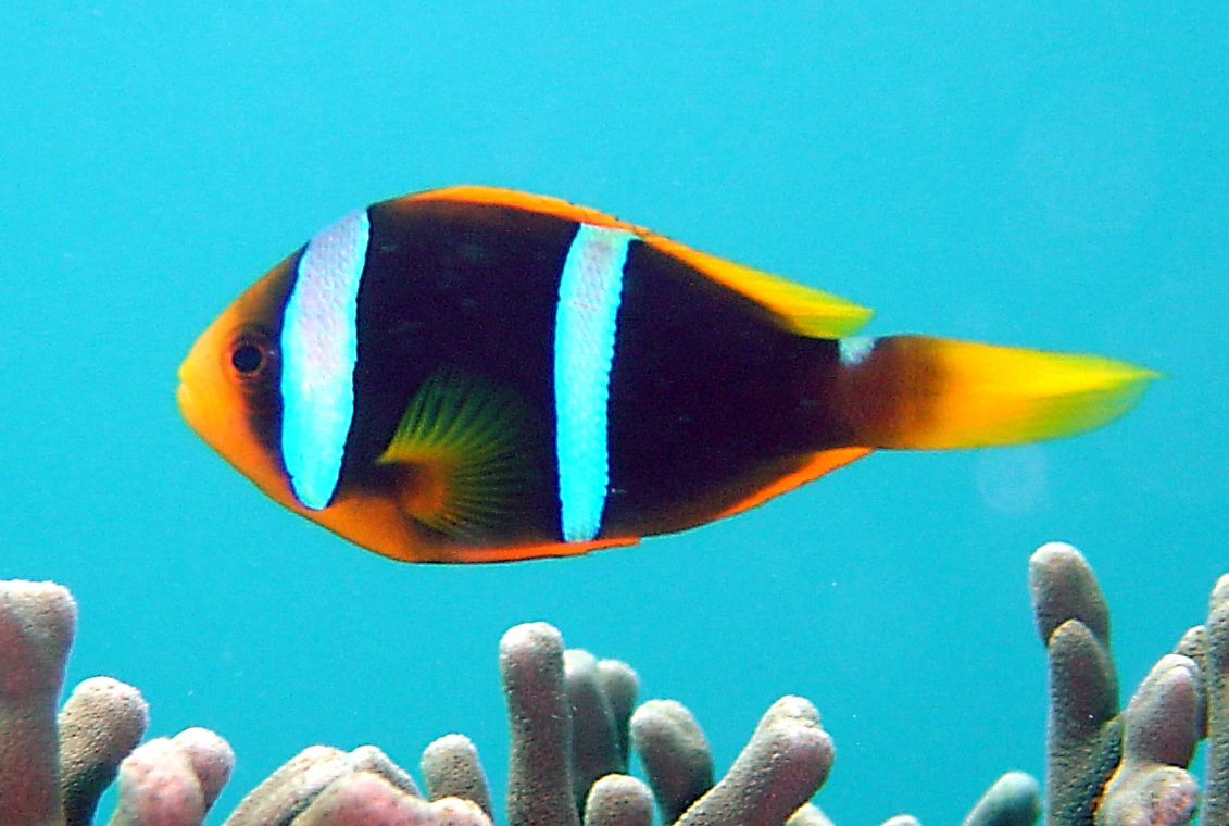 Orange-fin anemonefish (Amphiprion chrysopterus)