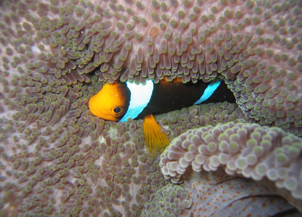 Orange-fin anemonefish (Amphiprion chrysopterus)