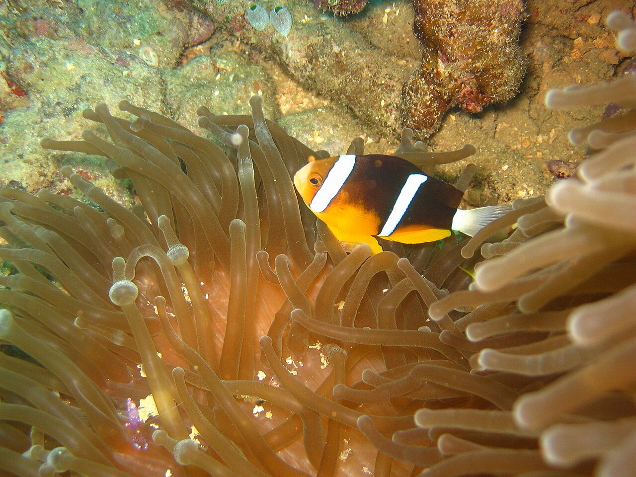 Orange-fin anemonefish (Amphiprion chrysopterus)