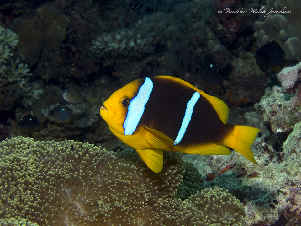 Orange-fin anemonefish (Amphiprion chrysopterus)