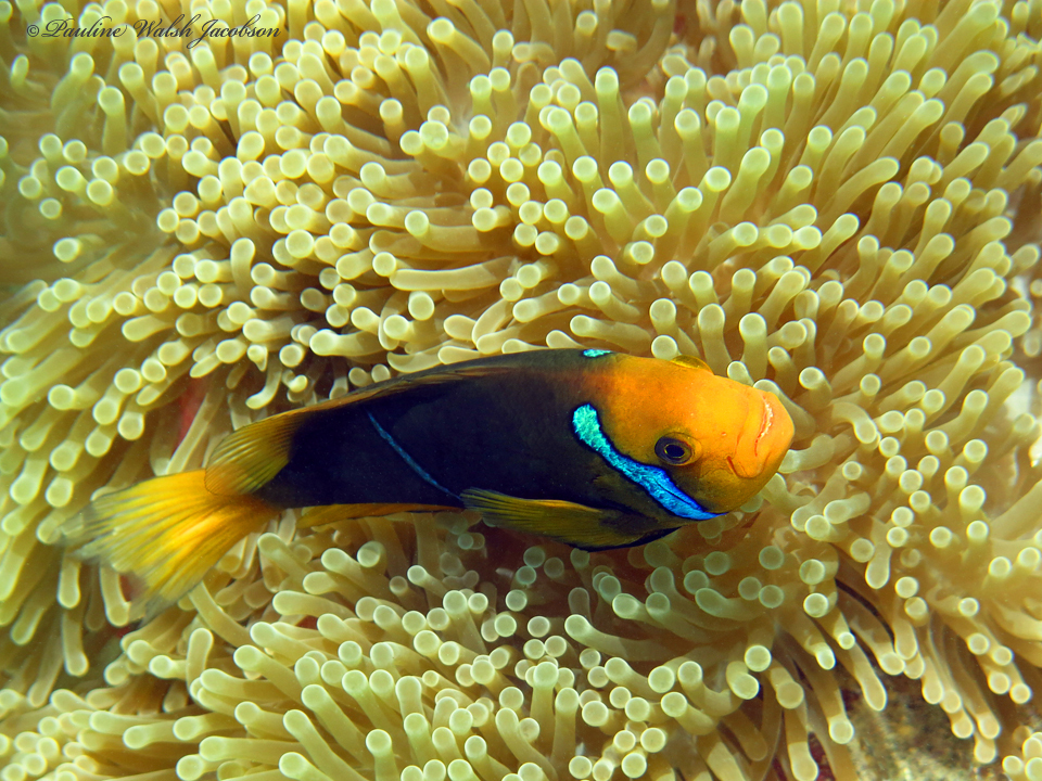 Orange-fin anemonefish (Amphiprion chrysopterus)