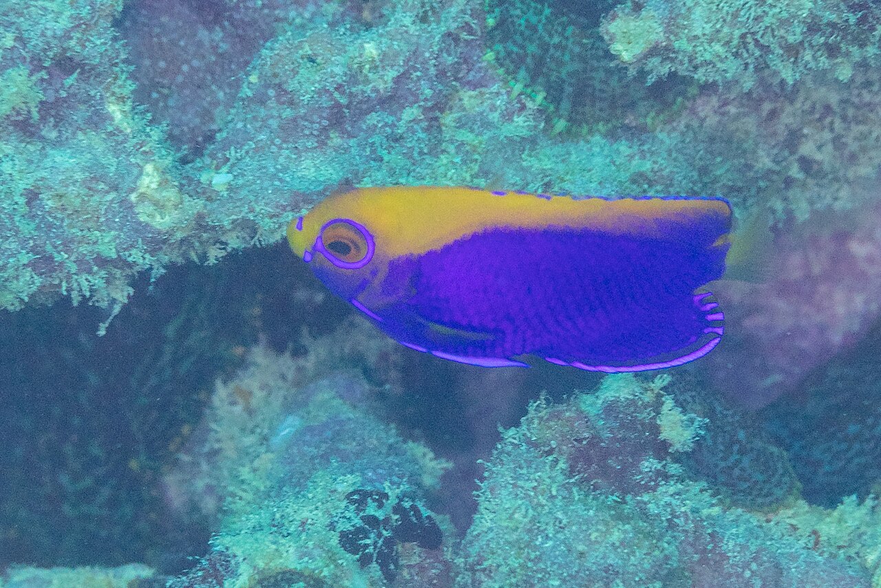 Orangeback angelfish (Centropyge acanthops)