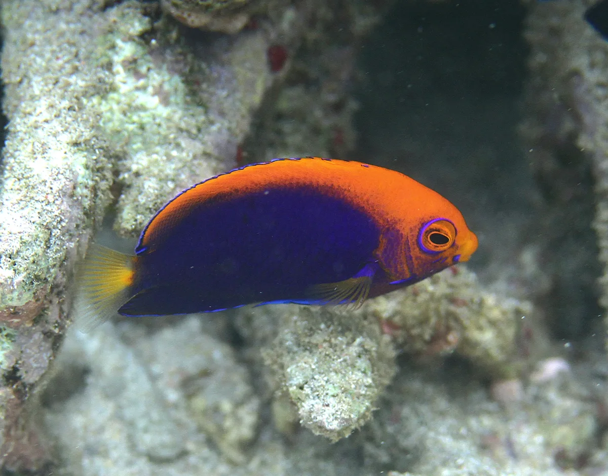 Orangeback angelfish (Centropyge acanthops)