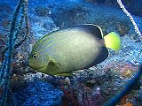 Orangeface angelfish (Chaetodontoplus chrysocephalus)