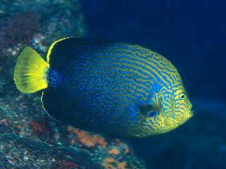 Orangeface angelfish (Chaetodontoplus chrysocephalus)