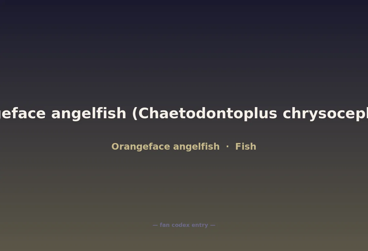 Orangeface angelfish (Chaetodontoplus chrysocephalus)