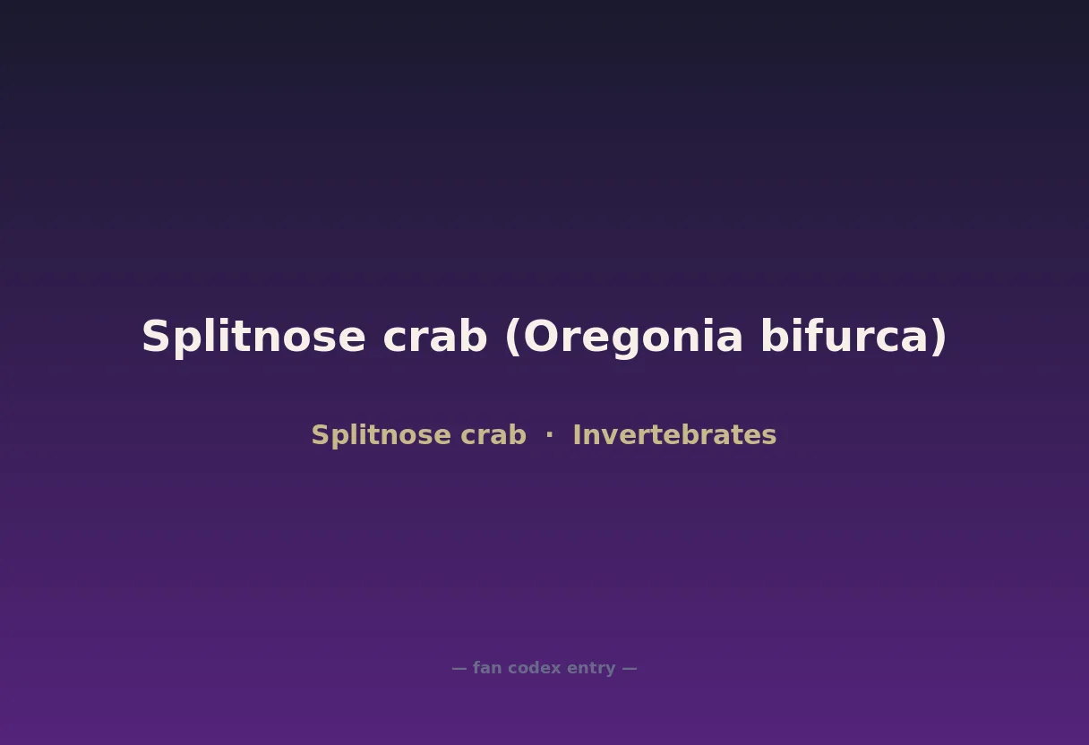 Splitnose crab (Oregonia bifurca)