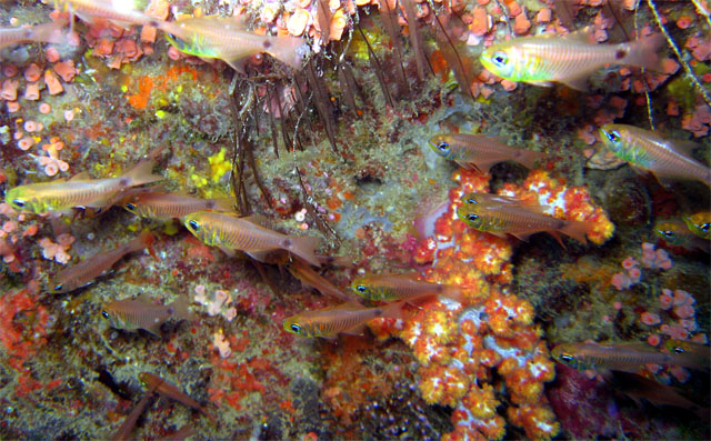 Flower cardinalfish (Ostorhinchus fleurieu)