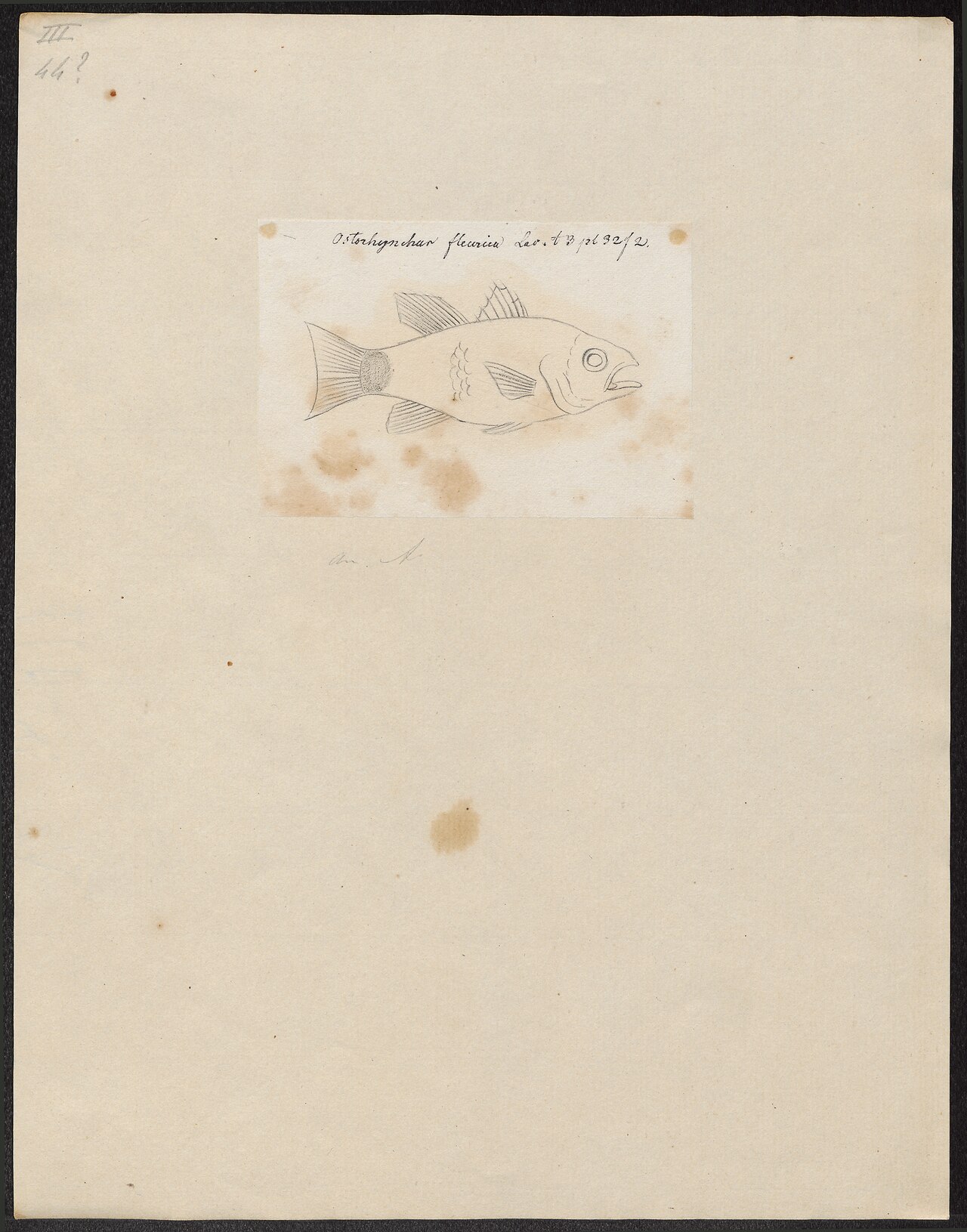 Flower cardinalfish (Ostorhinchus fleurieu)