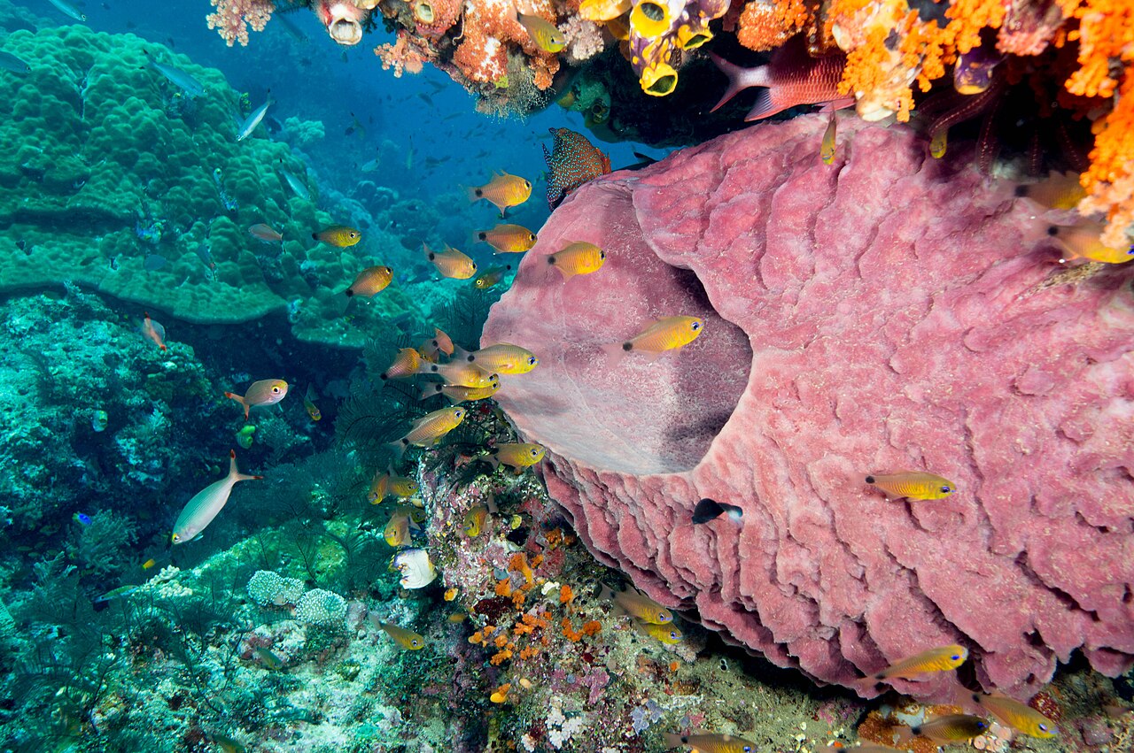 Flower cardinalfish (Ostorhinchus fleurieu)