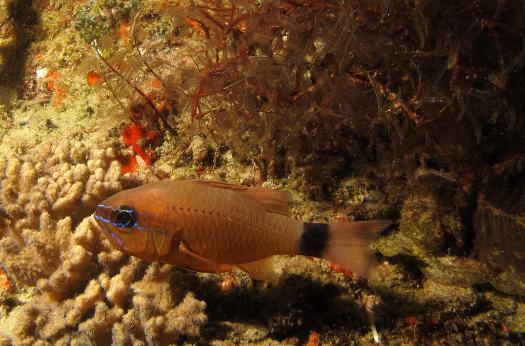 Flower cardinalfish (Ostorhinchus fleurieu)