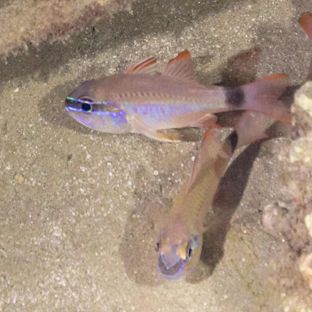 Flower cardinalfish (Ostorhinchus fleurieu)
