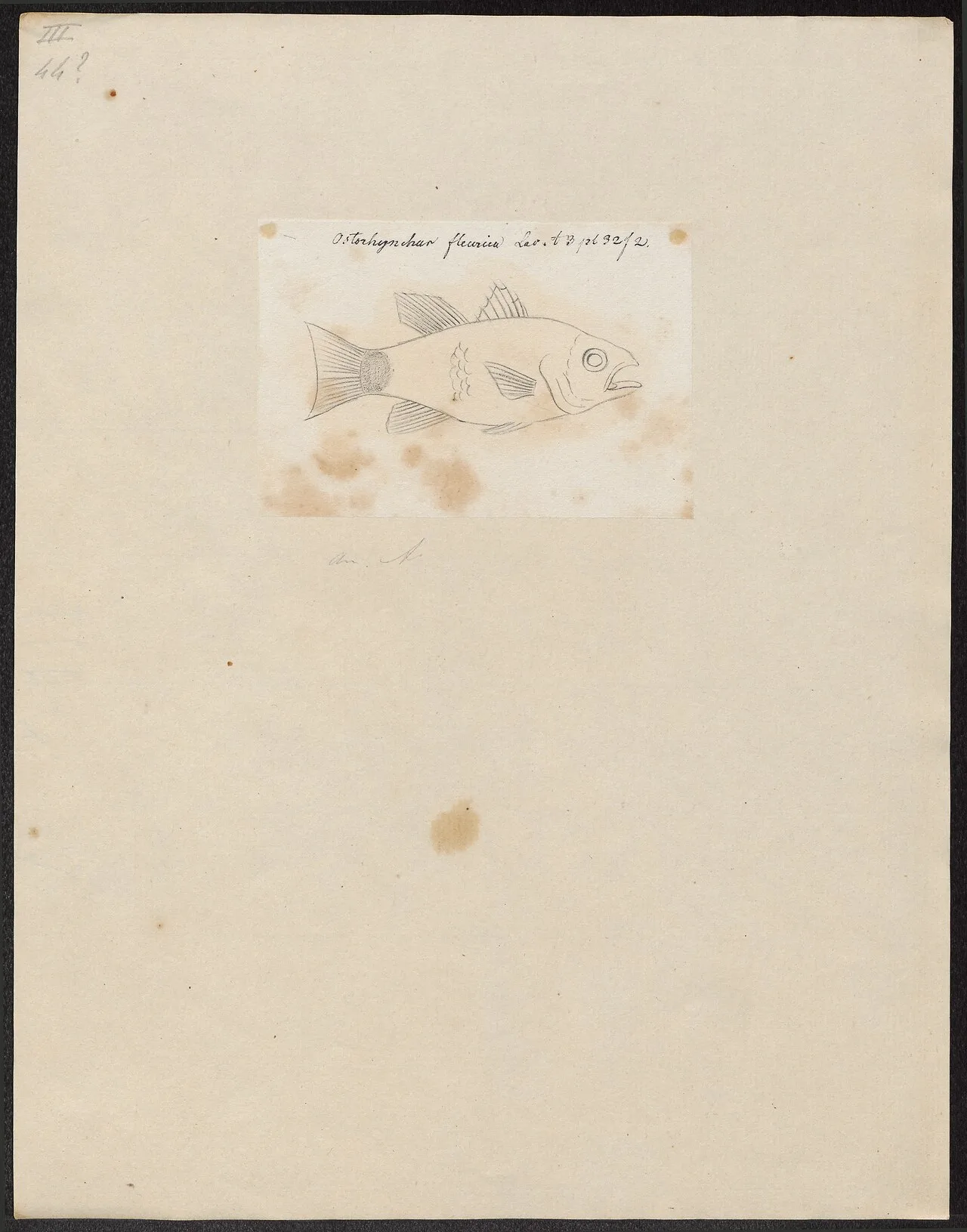 Flower cardinalfish (Ostorhinchus fleurieu)
