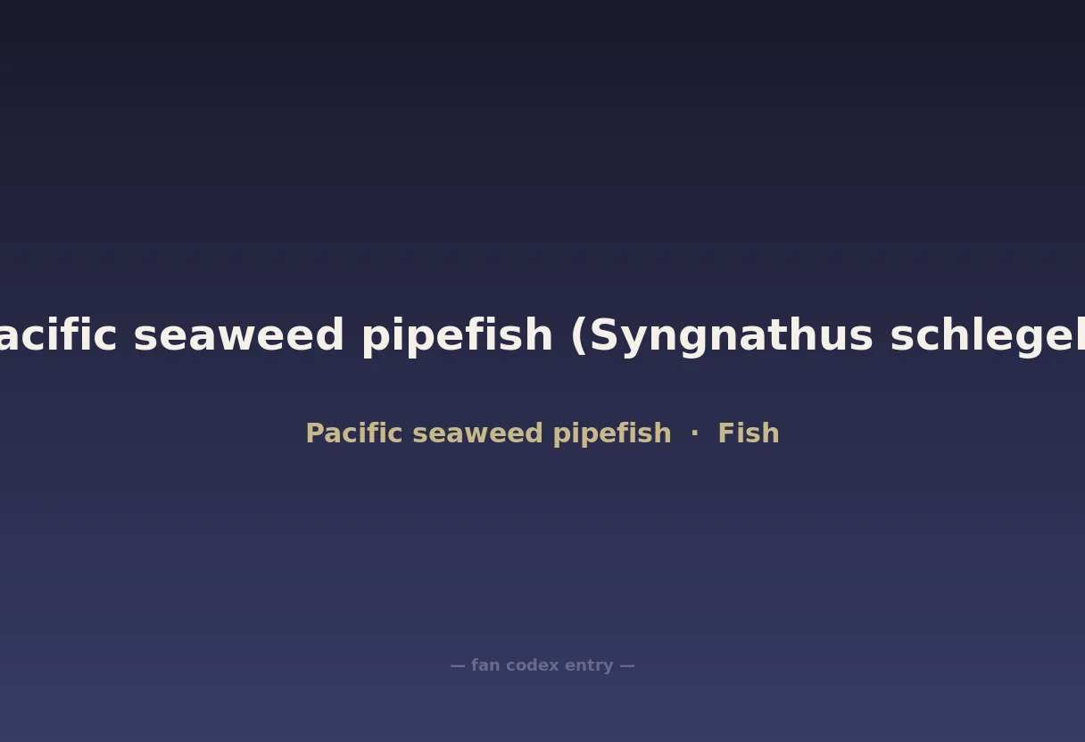 Pacific seaweed pipefish (Syngnathus schlegeli)