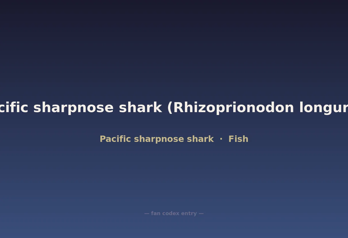 Pacific sharpnose shark (Rhizoprionodon longurio)
