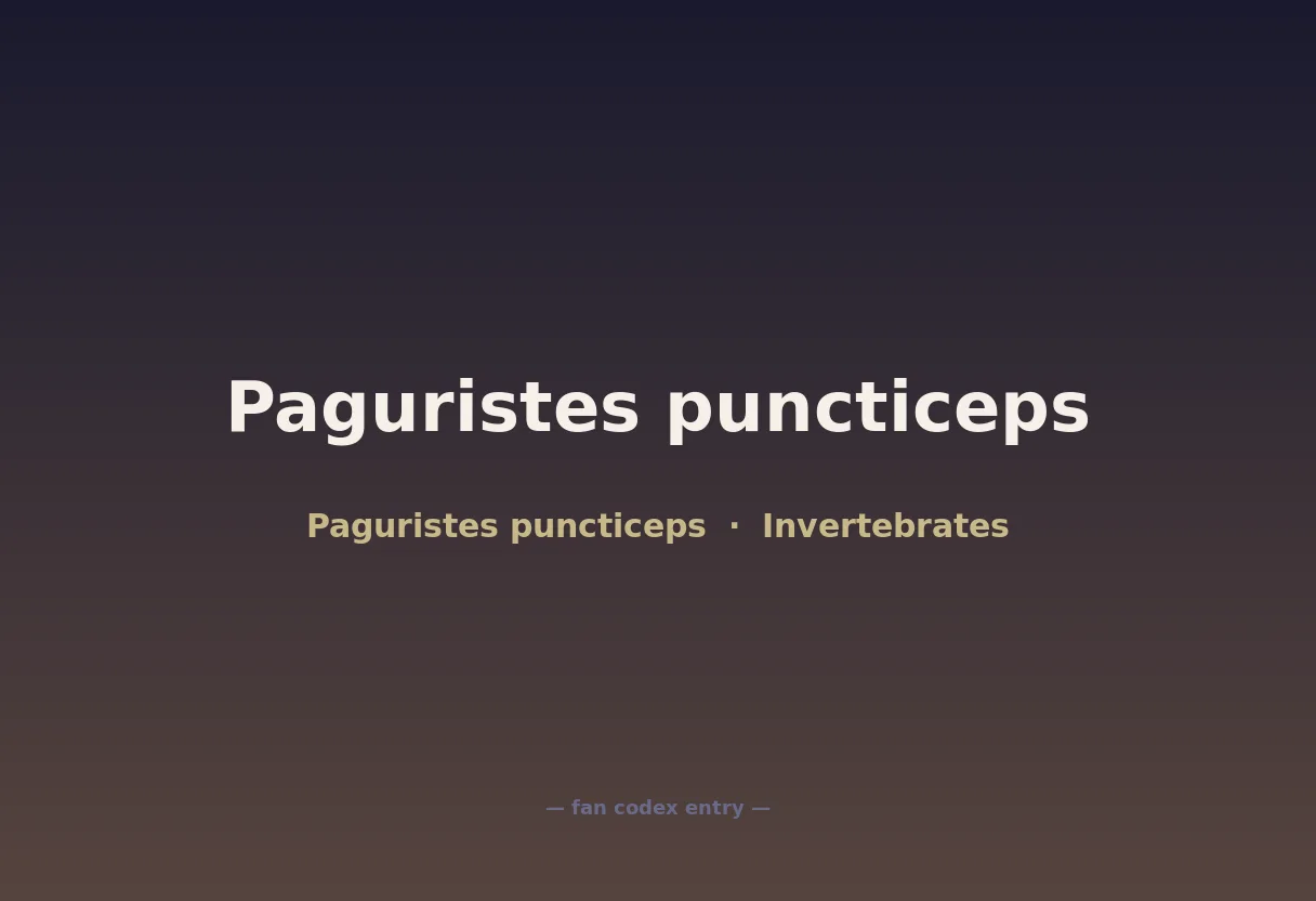 Paguristes puncticeps