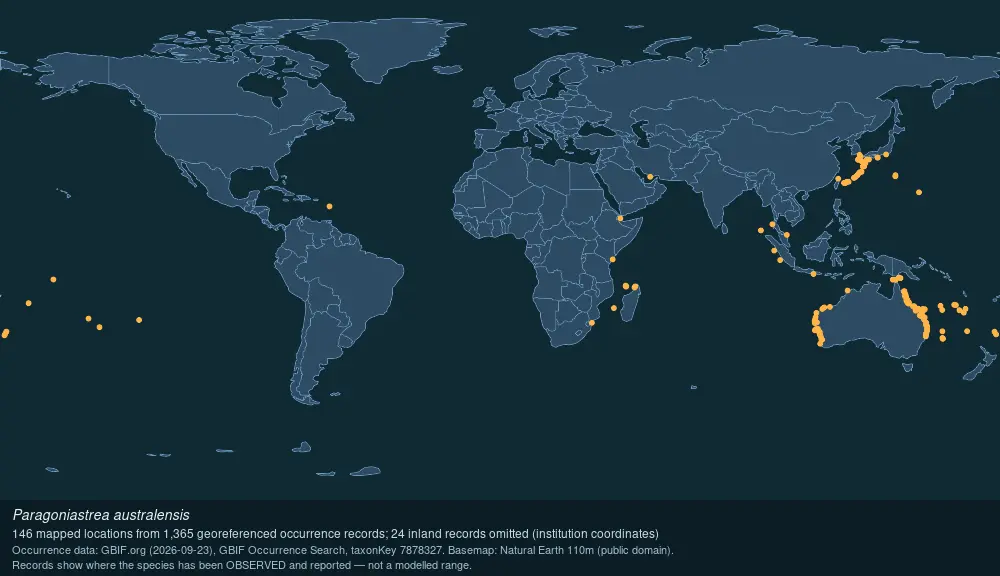 Where Lesser star coral has been recorded