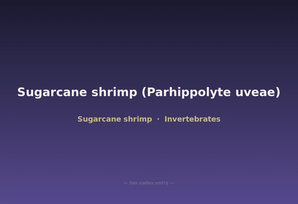 Sugarcane shrimp (Parhippolyte uveae)