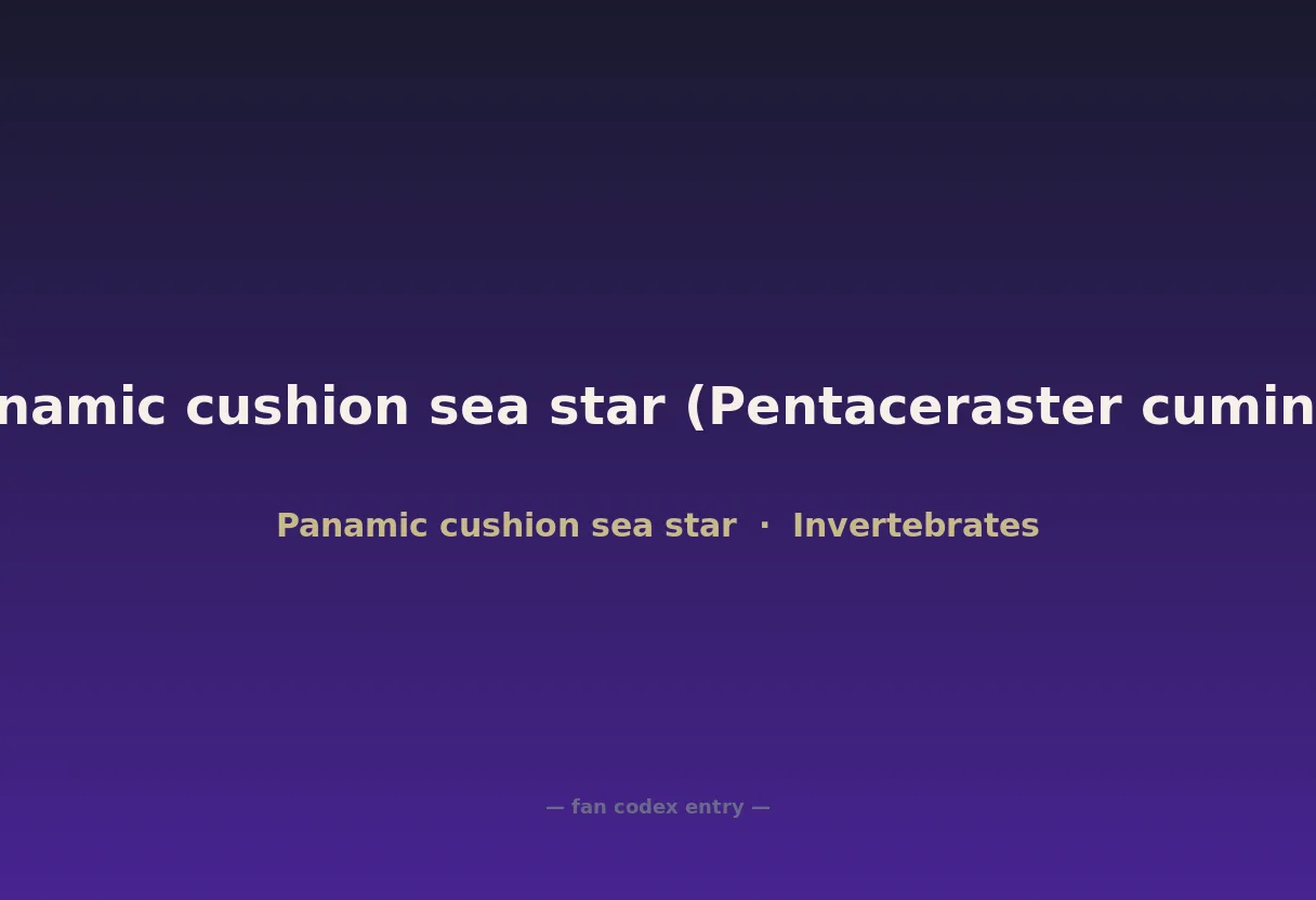 Panamic cushion sea star (Pentaceraster cumingi)