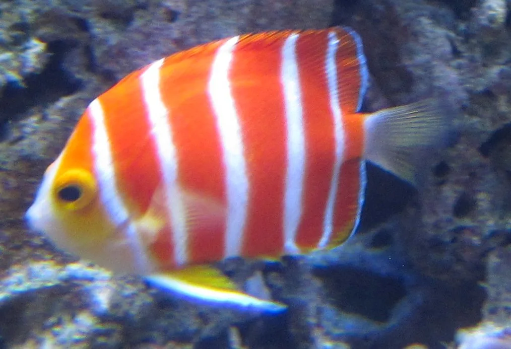 Peppermint angelfish (Centropyge boylei)
