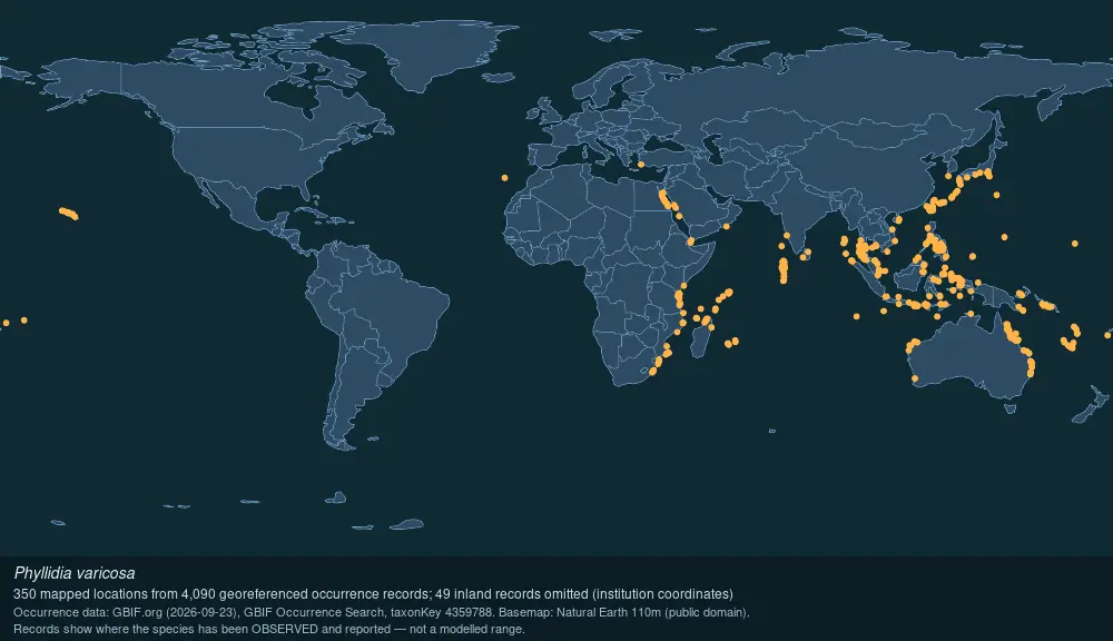 Where Varicose phyllidia has been recorded