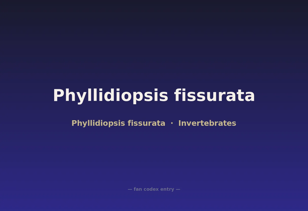 Phyllidiopsis fissurata