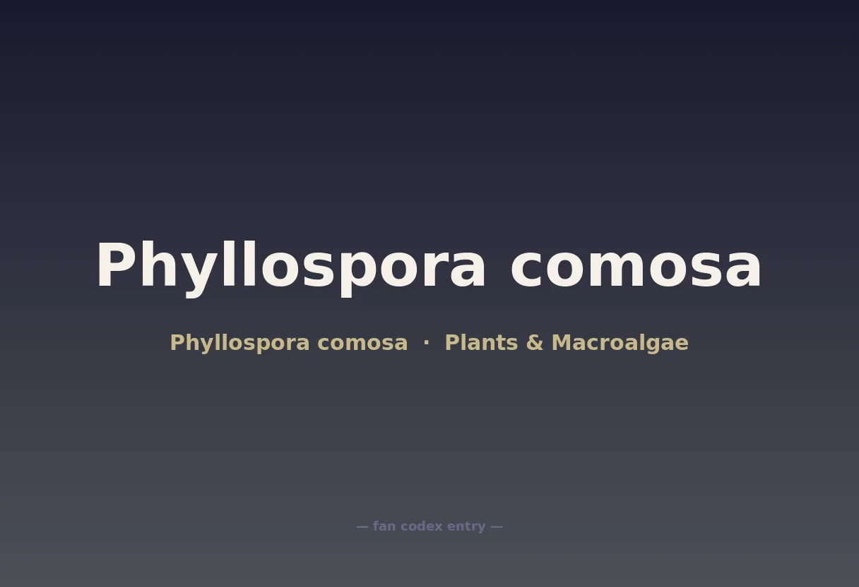 Phyllospora comosa