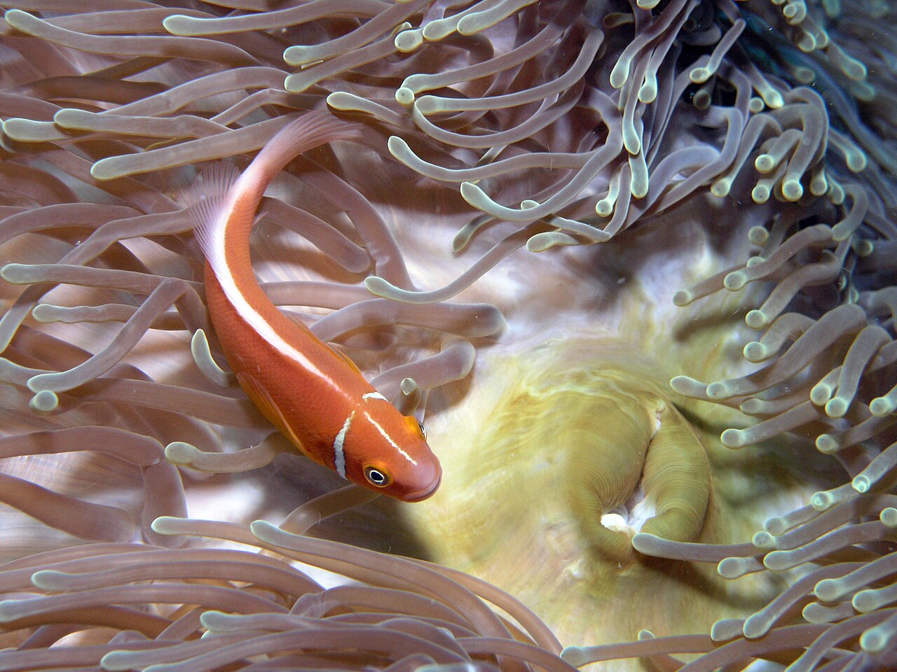 Pink skunk clownfish (Amphiprion perideraion)