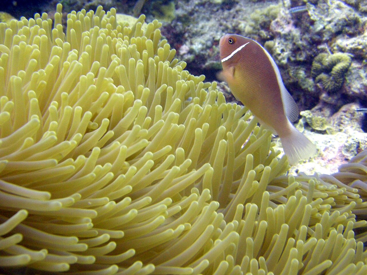 Pink skunk clownfish (Amphiprion perideraion)