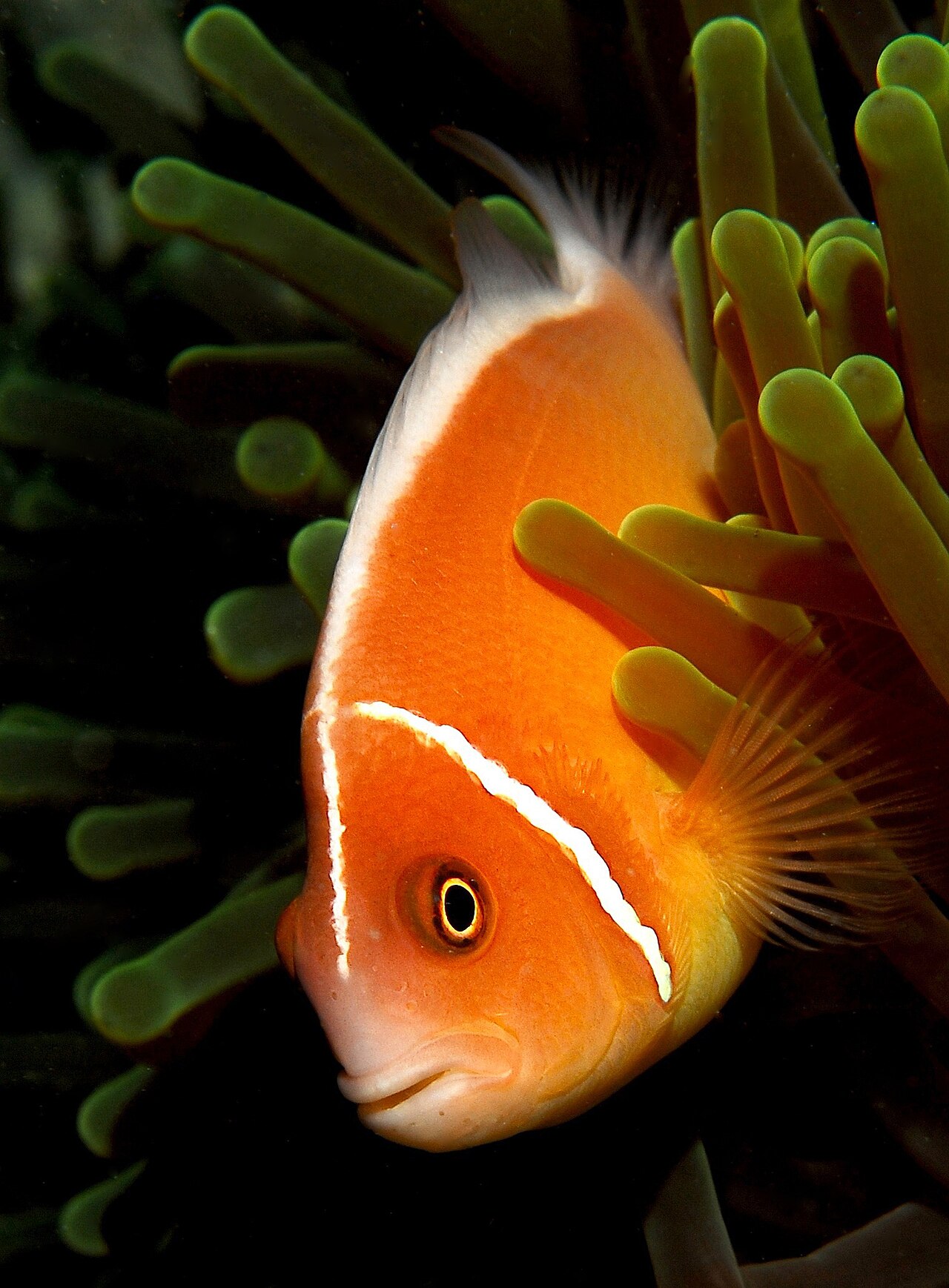 Pink skunk clownfish (Amphiprion perideraion)