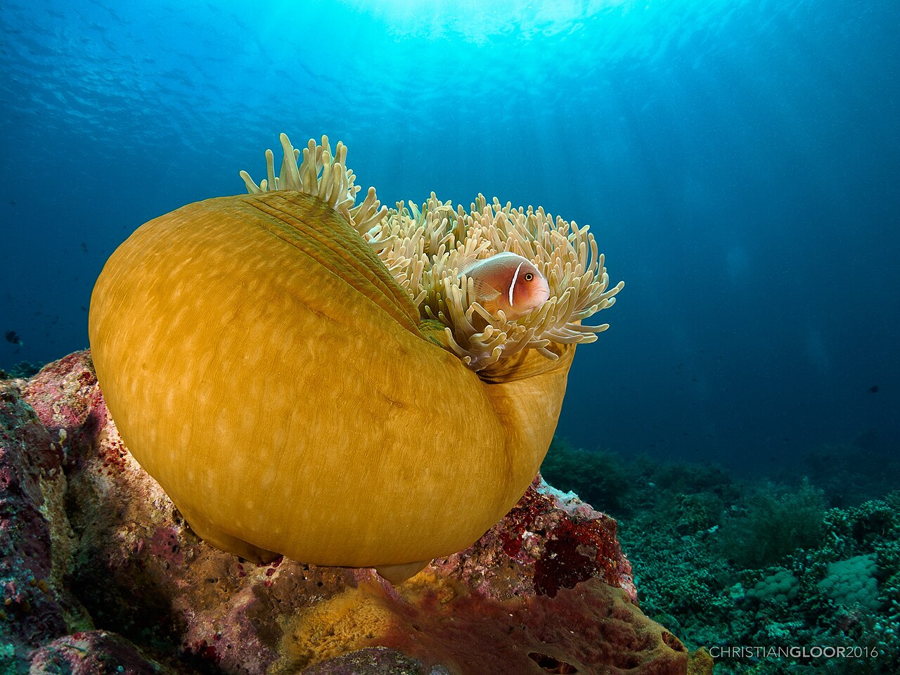 Pink skunk clownfish (Amphiprion perideraion)