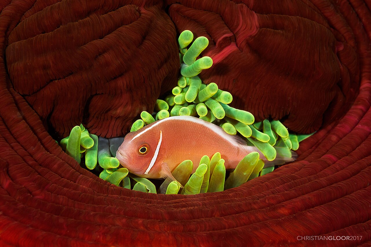 Pink skunk clownfish (Amphiprion perideraion)
