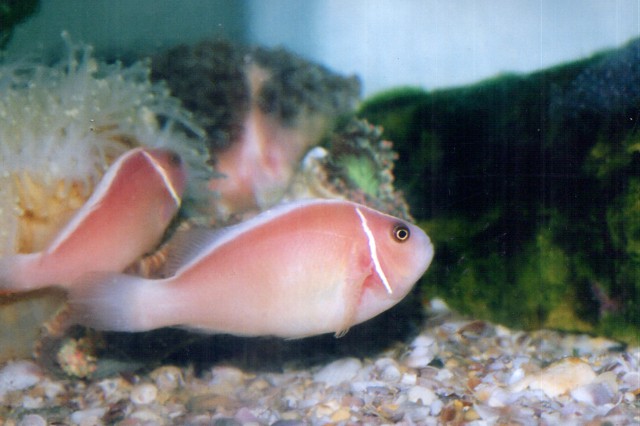 Pink skunk clownfish (Amphiprion perideraion)