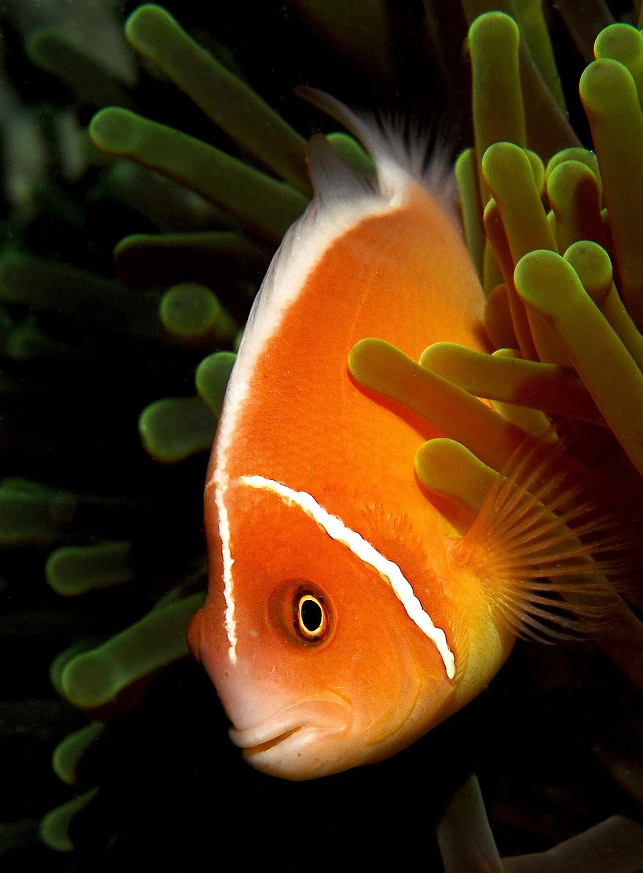 Pink skunk clownfish (Amphiprion perideraion)