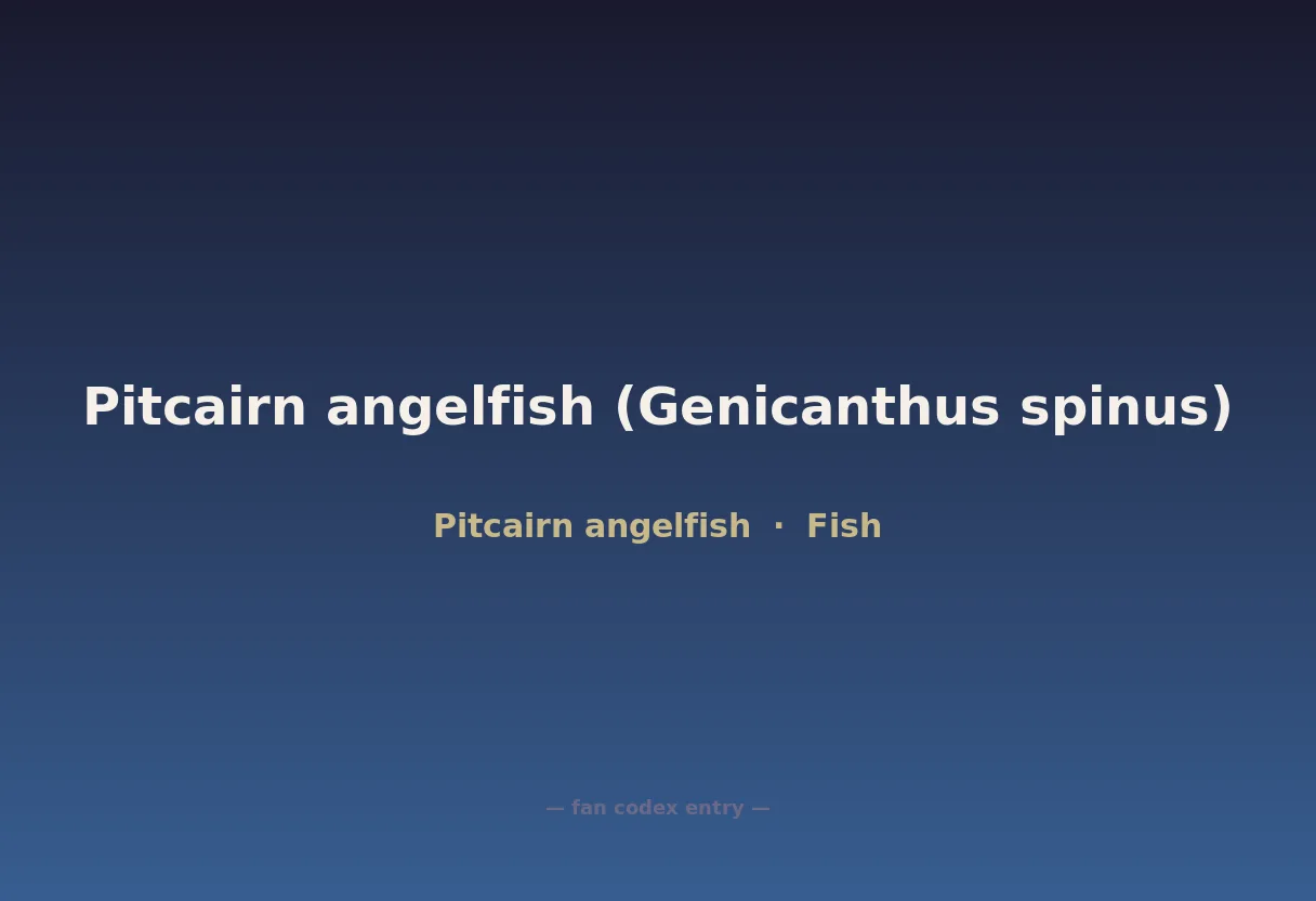 Pitcairn angelfish (Genicanthus spinus)