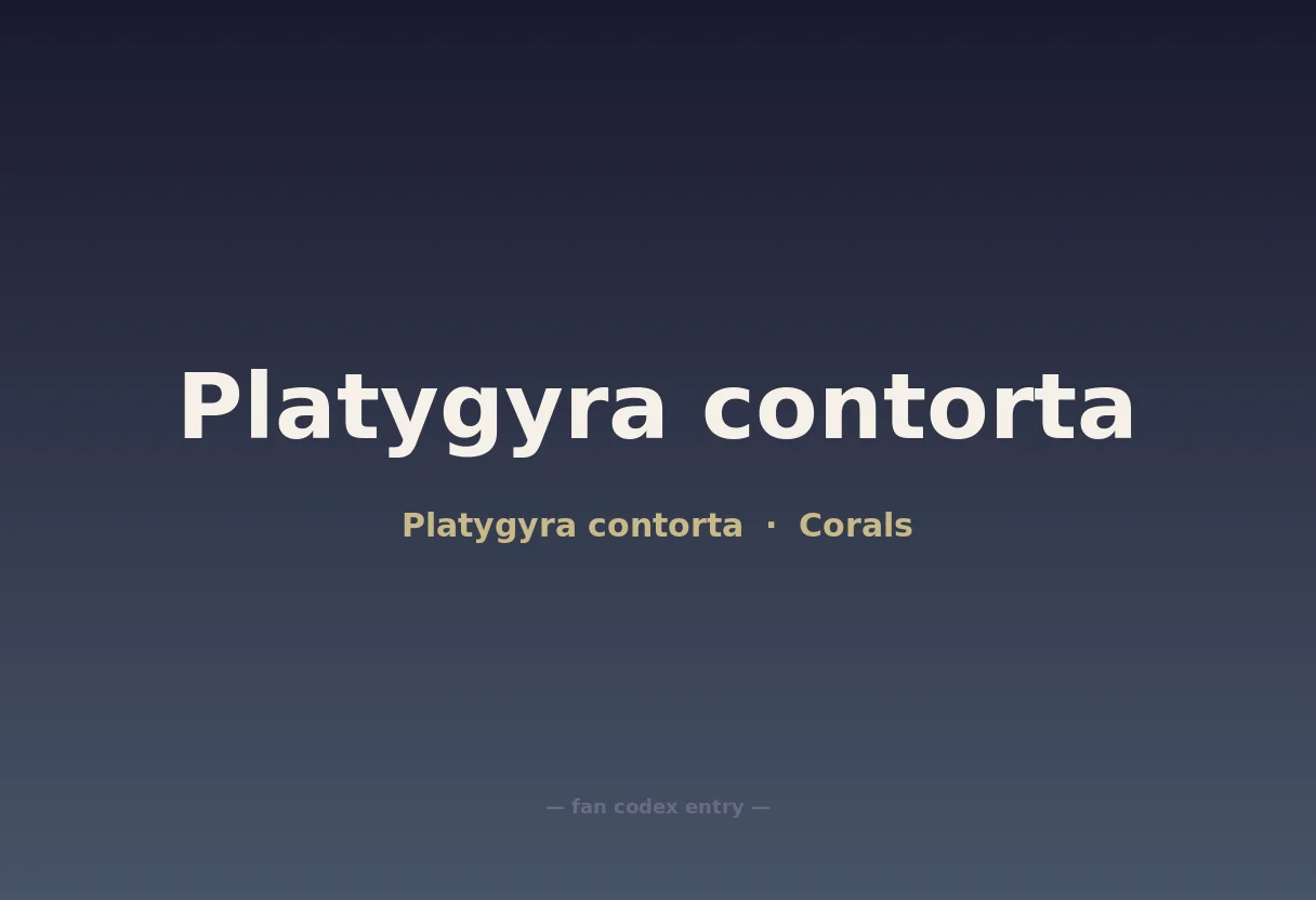 Platygyra contorta