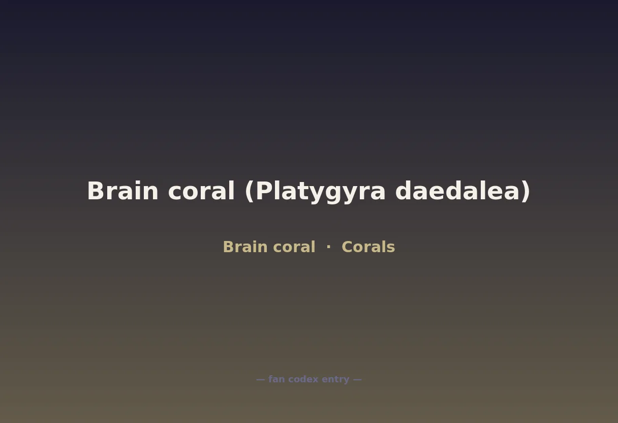 Brain coral (Platygyra daedalea)