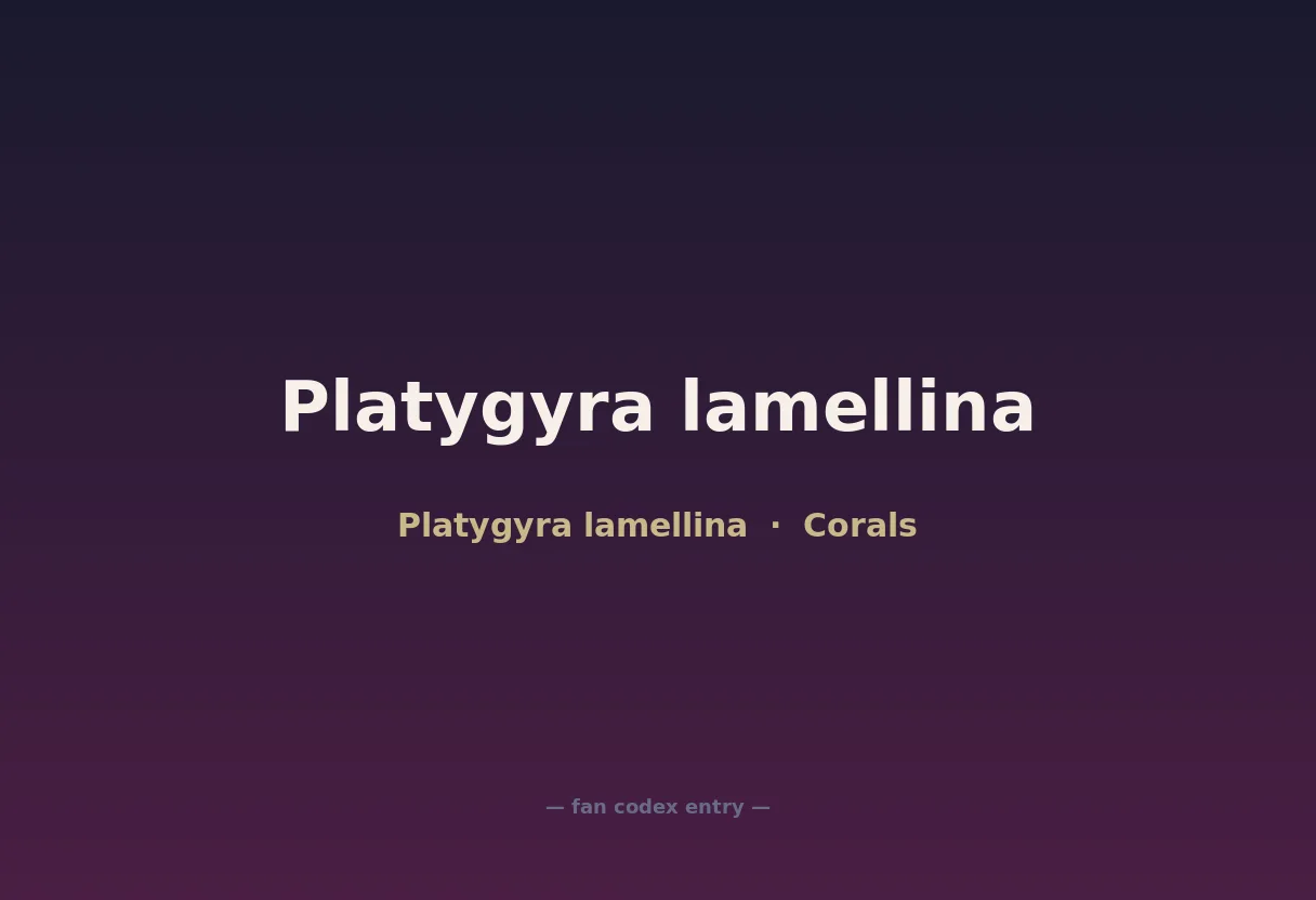 Platygyra lamellina