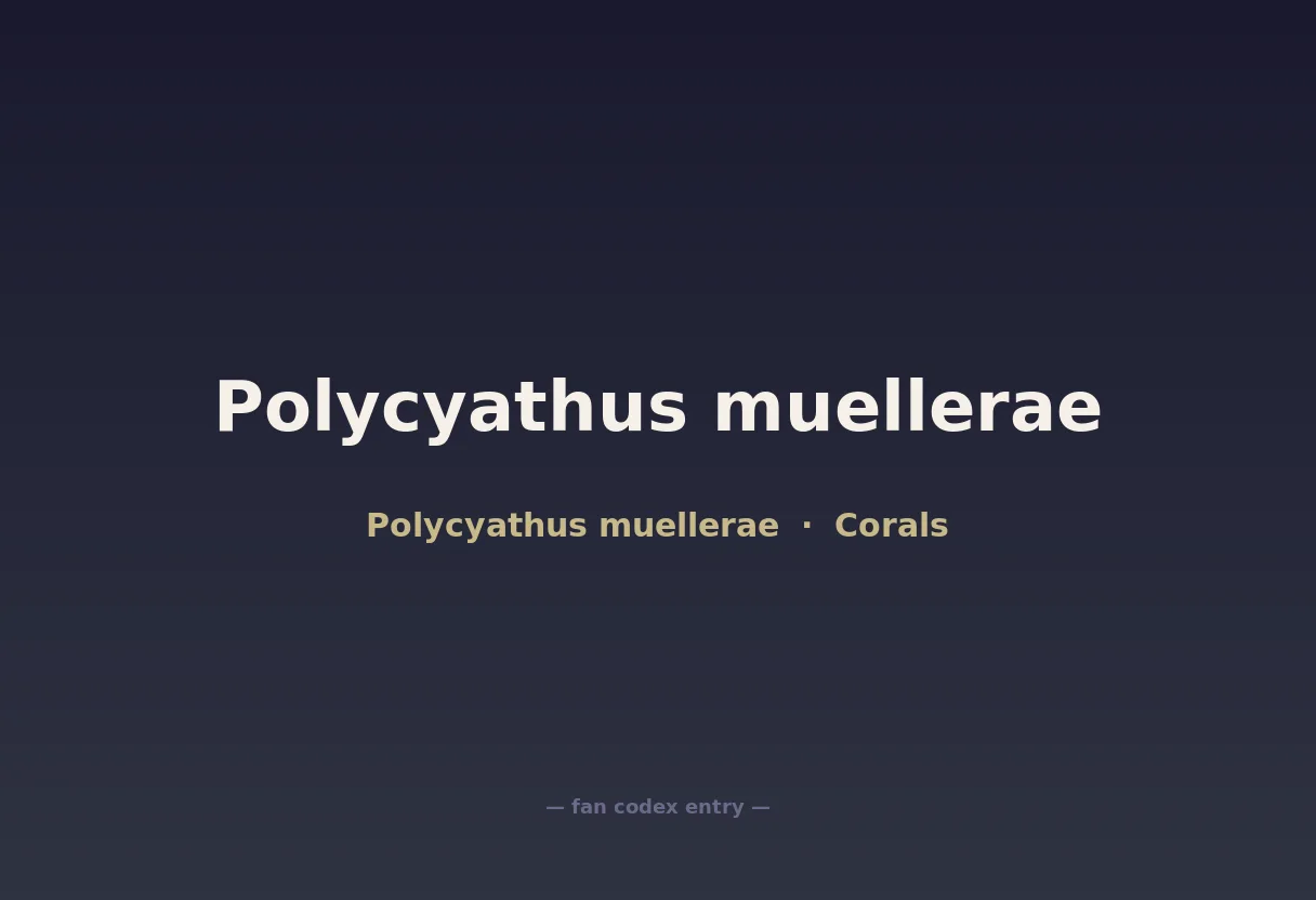 Polycyathus muellerae
