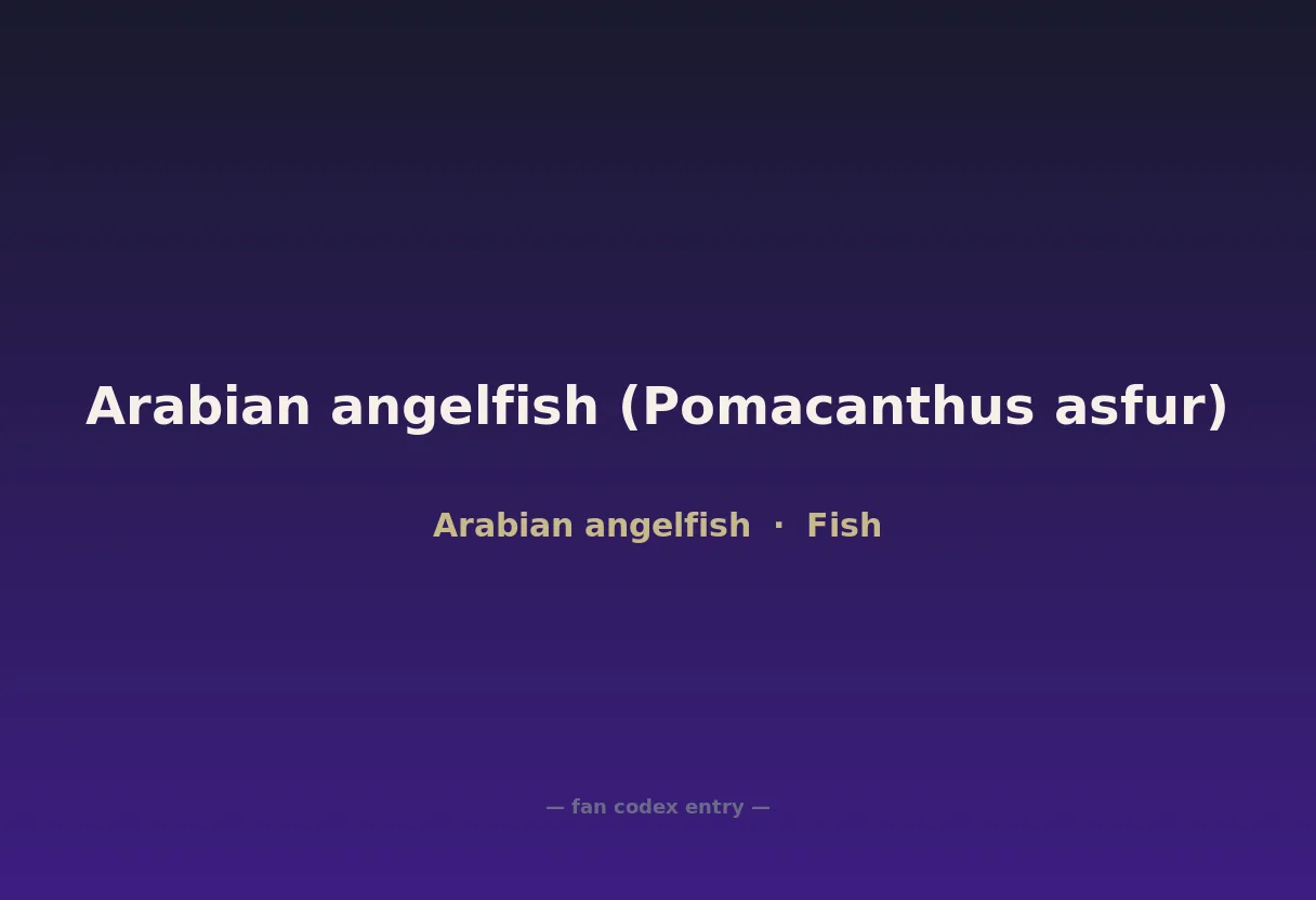 Arabian angelfish (Pomacanthus asfur)