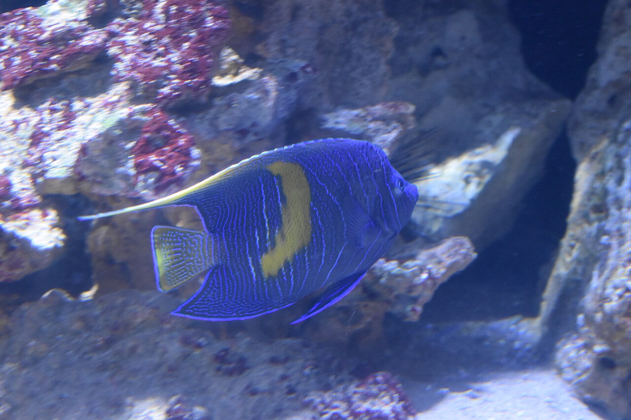 Yellowbar angelfish (Pomacanthus maculosus)