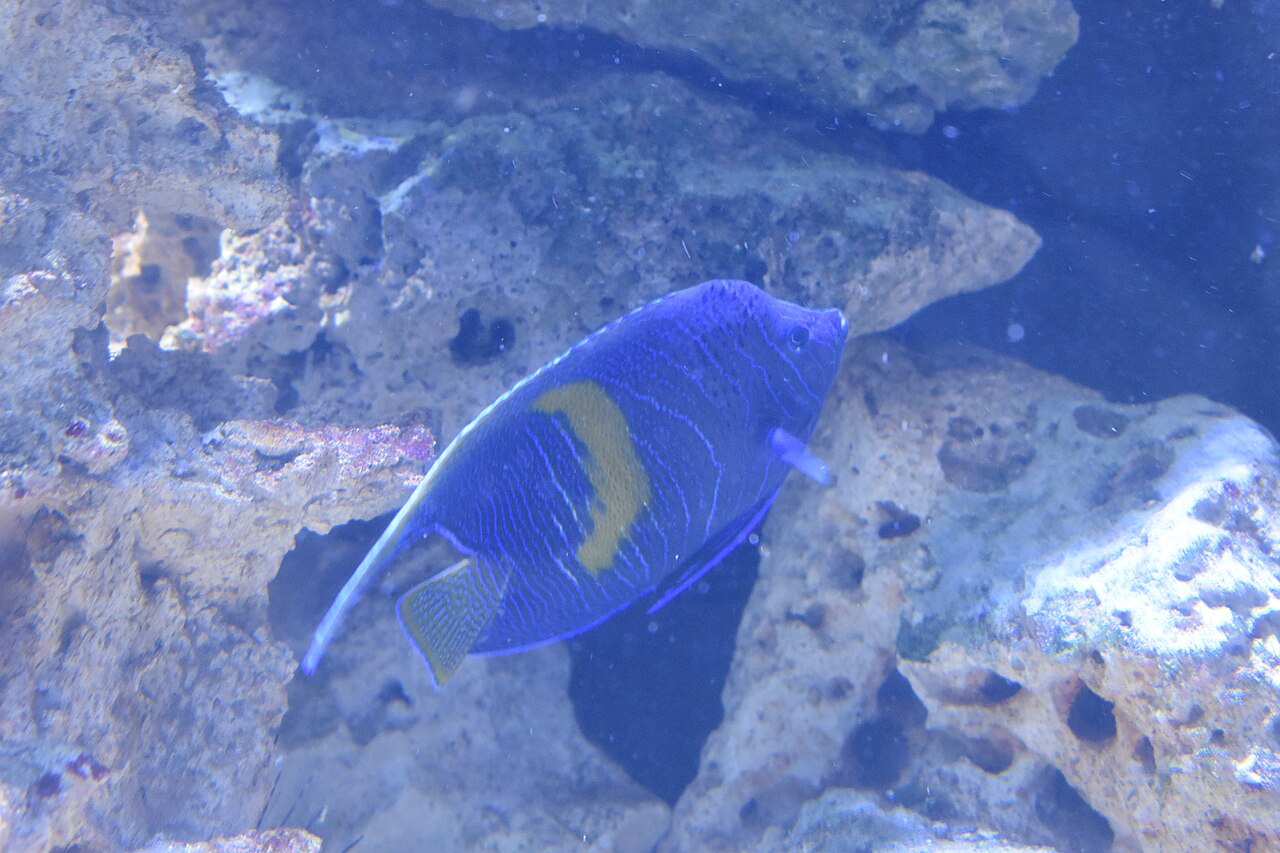 Yellowbar angelfish (Pomacanthus maculosus)