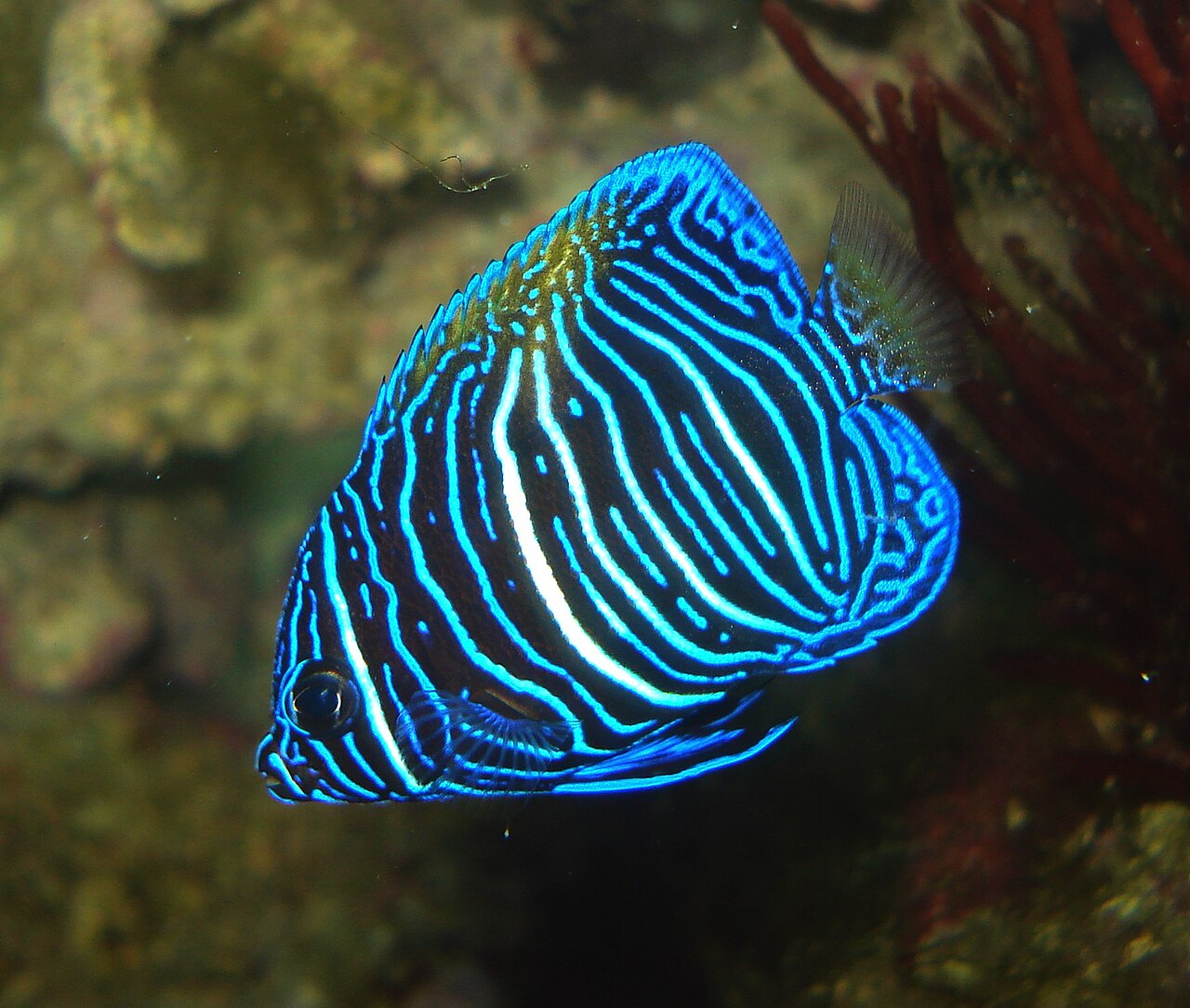 Yellowbar angelfish (Pomacanthus maculosus)