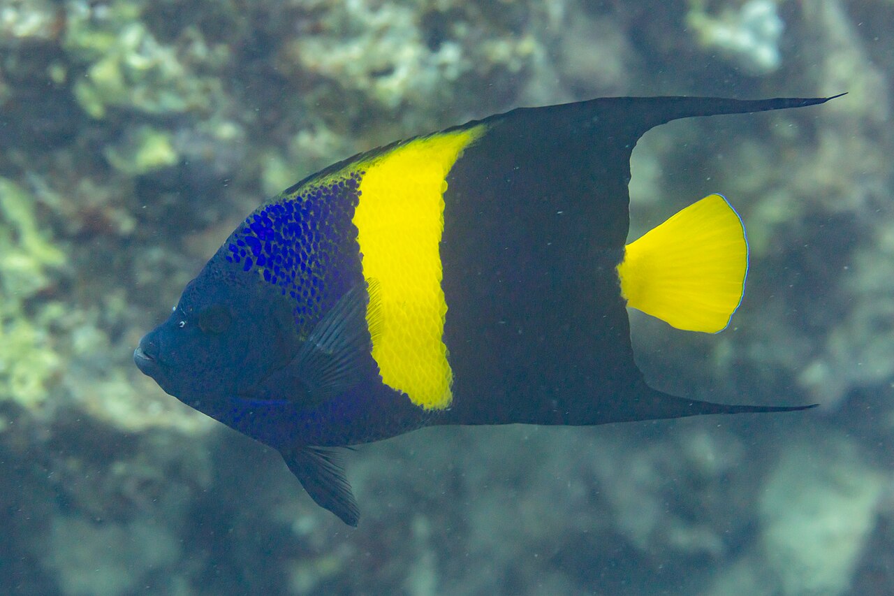 Yellowbar angelfish (Pomacanthus maculosus)