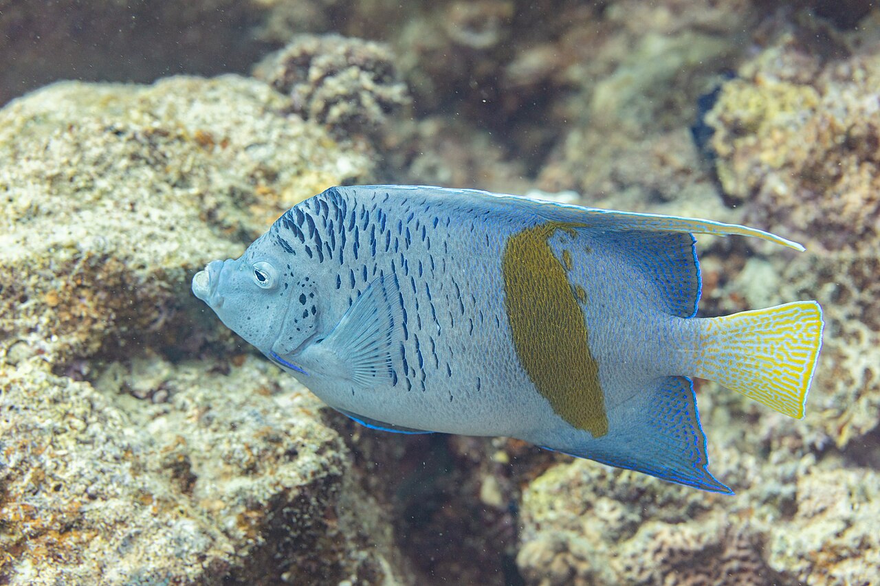 Yellowbar angelfish (Pomacanthus maculosus)