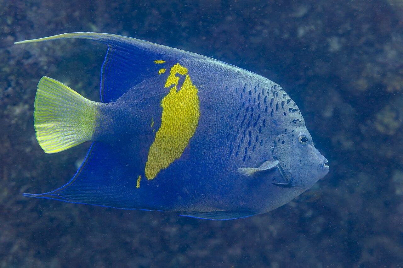 Yellowbar angelfish (Pomacanthus maculosus)