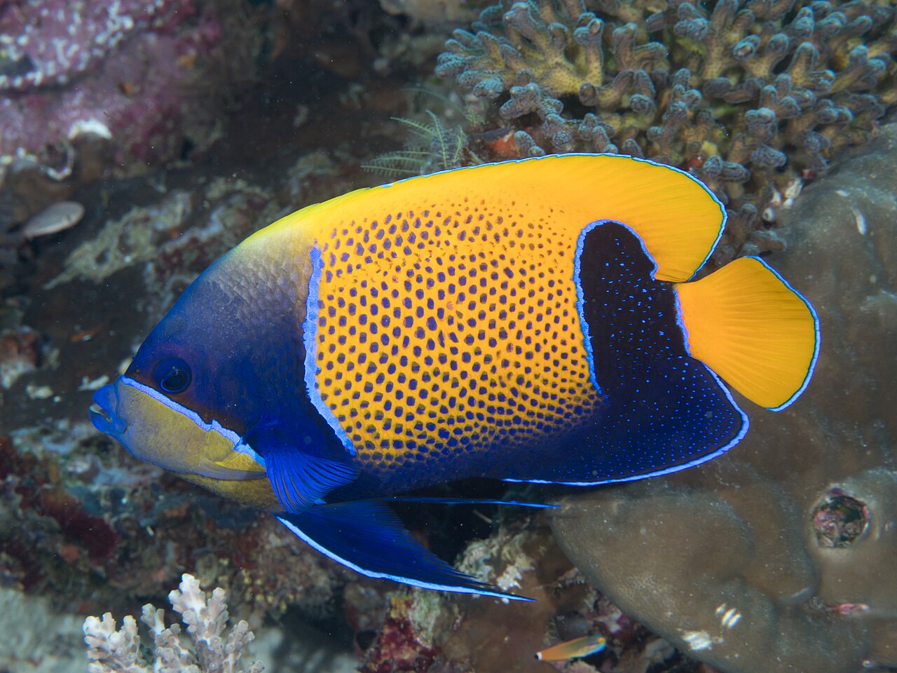 Bluegirdle angelfish (Pomacanthus navarchus)